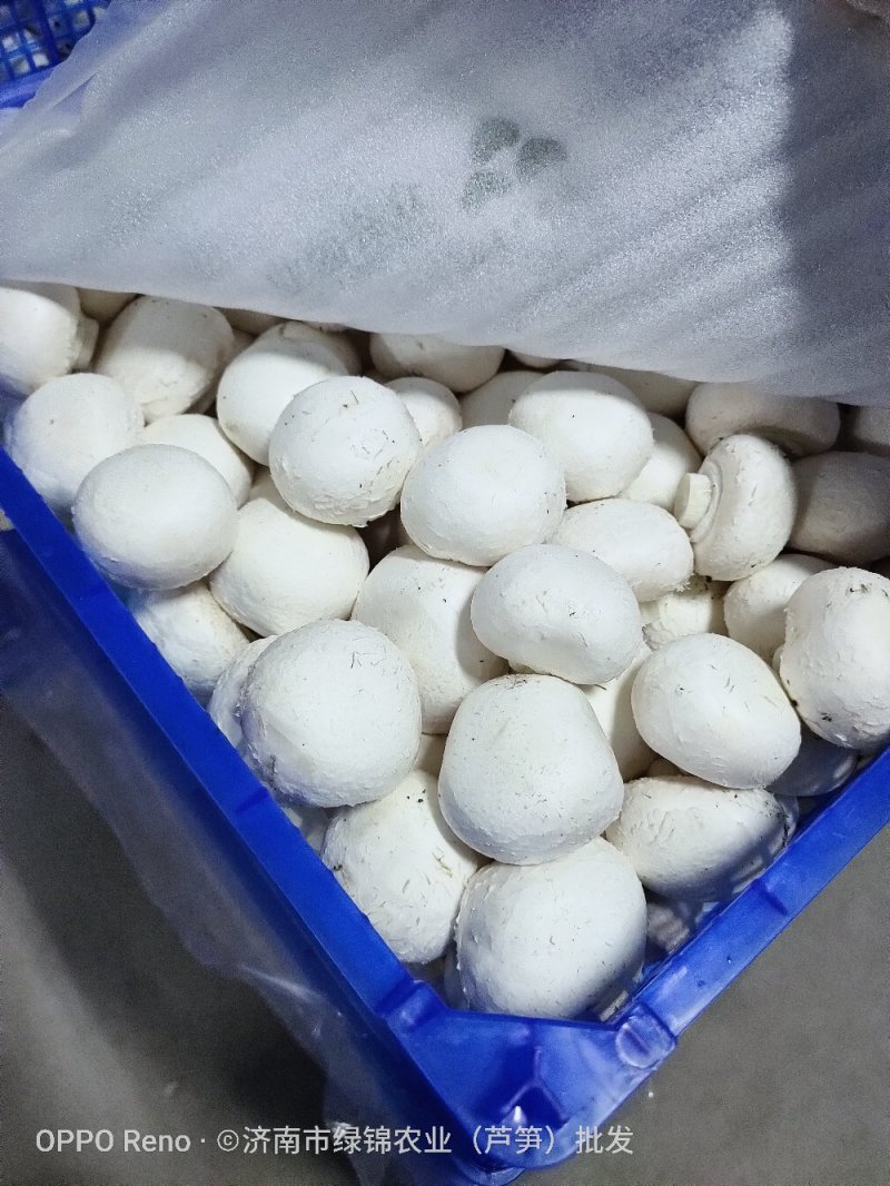 新鲜口蘑，优质双孢菇