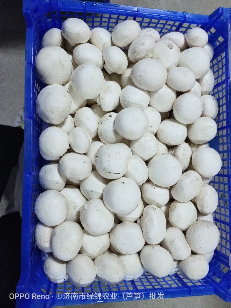 新鲜口蘑，优质双孢菇