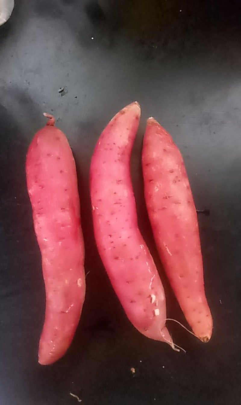 西瓜红烟25