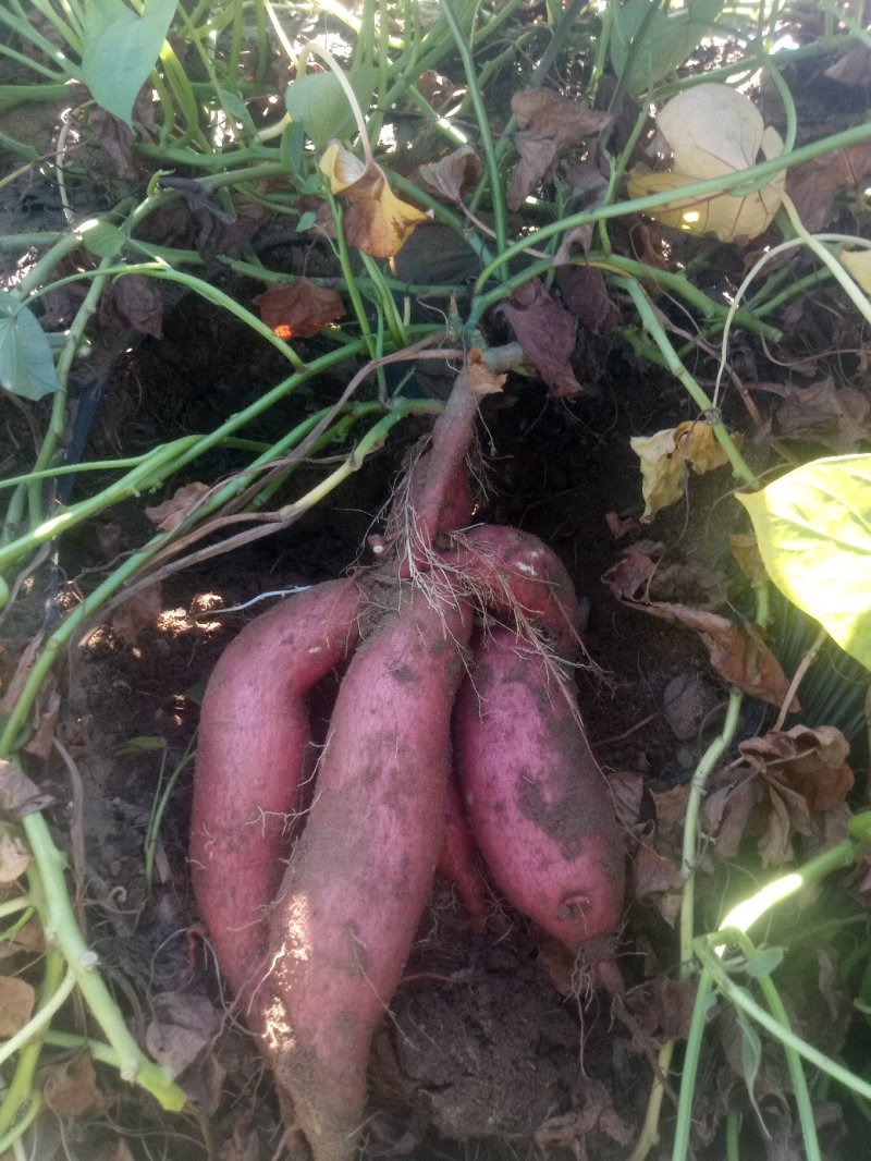 西瓜红烟25