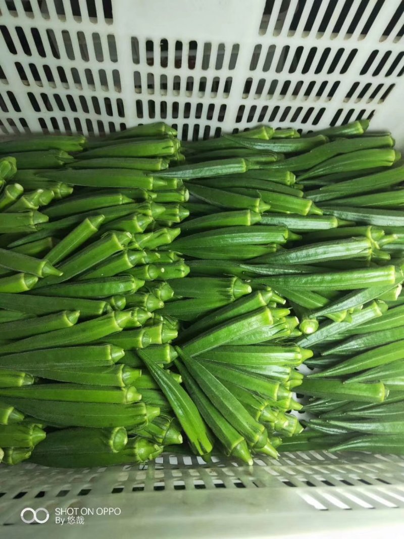 优质水果秋葵长期供应
