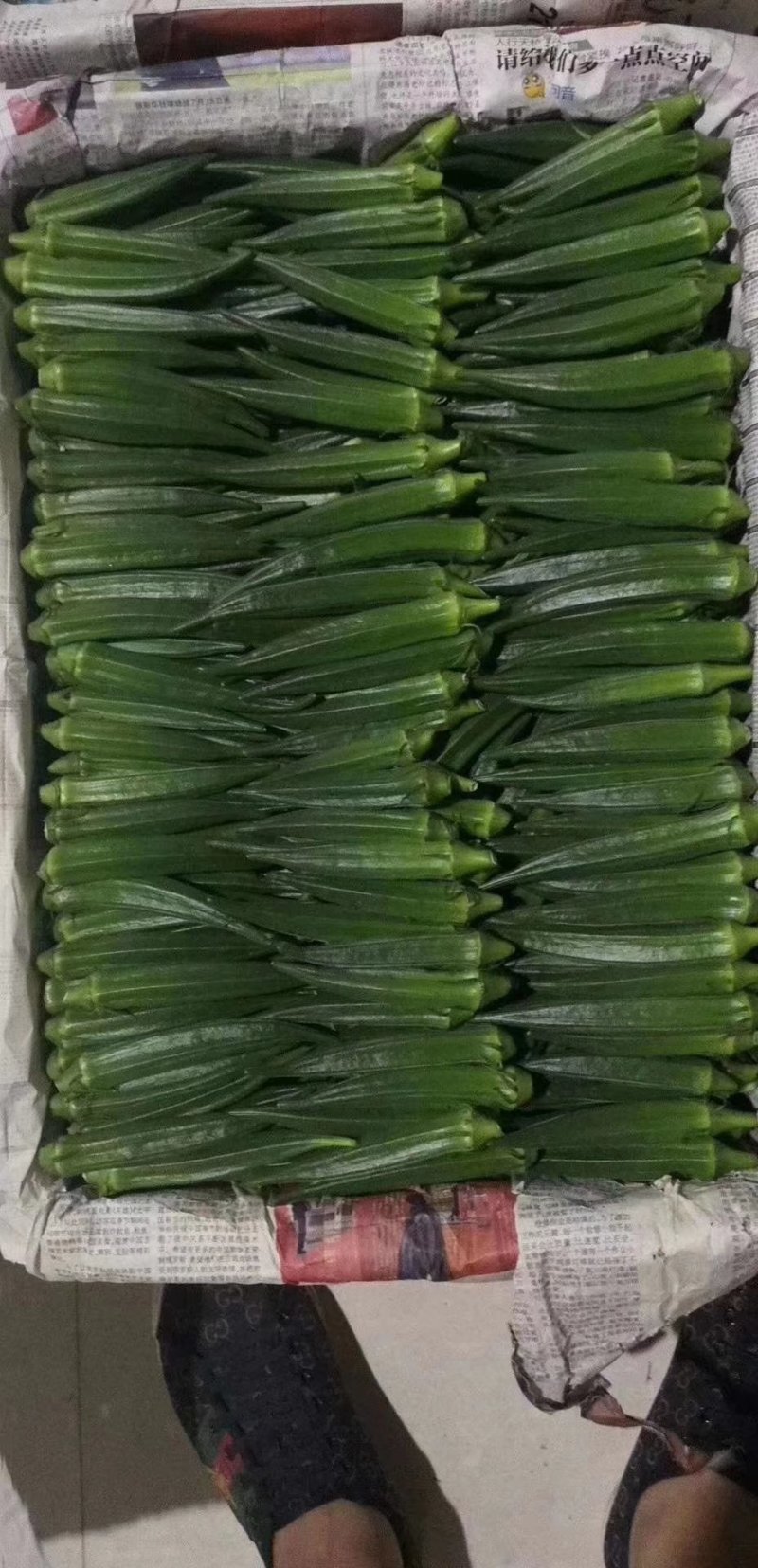 优质水果秋葵长期供应