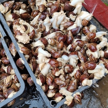 野生白玉蜗牛出售，有需要的老板联系我