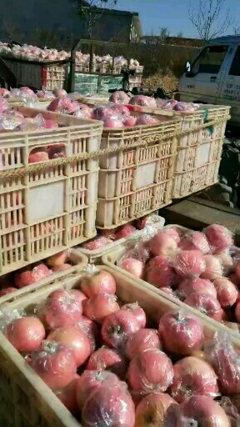 冷库苹果新苹果上市货源充足全国发货