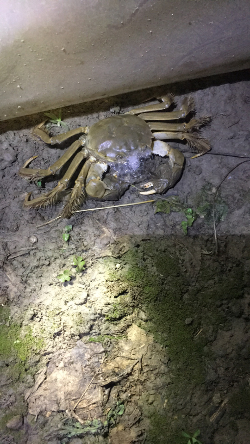 兴化大闸蟹销售