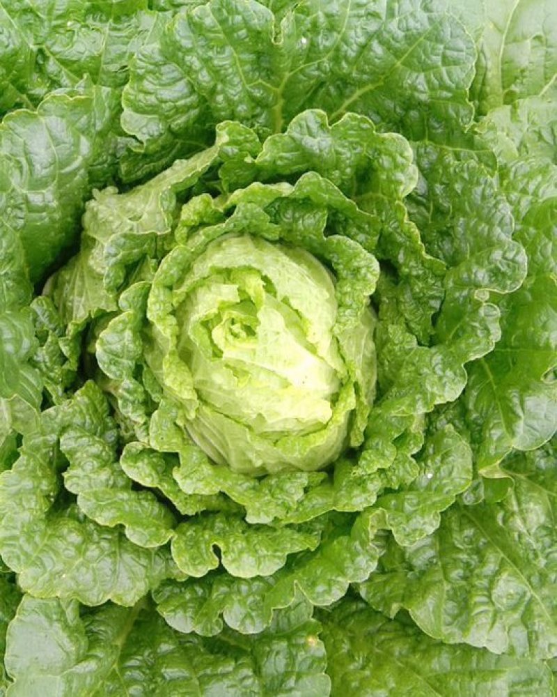 高山黄心大白菜
