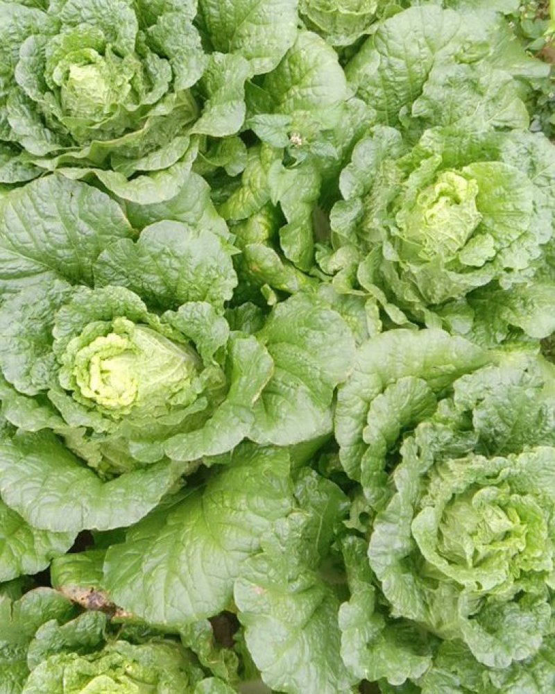 高山黄心大白菜