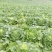 高山黄心大白菜