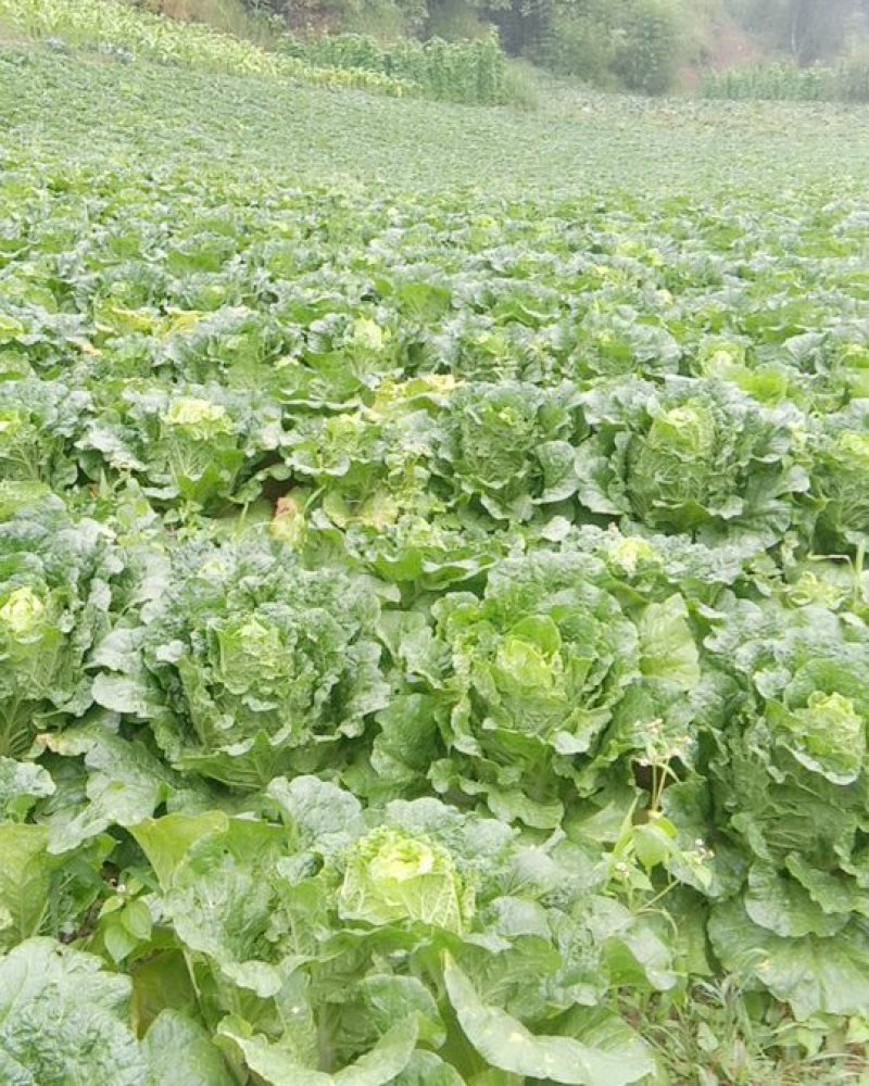 高山黄心大白菜