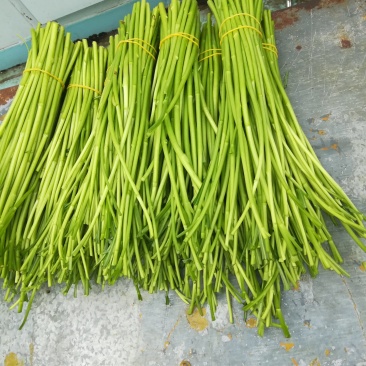 芦蒿，精品一级货！