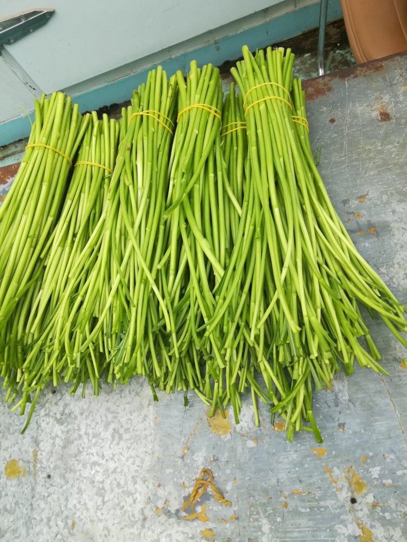 芦蒿，精品一级货！