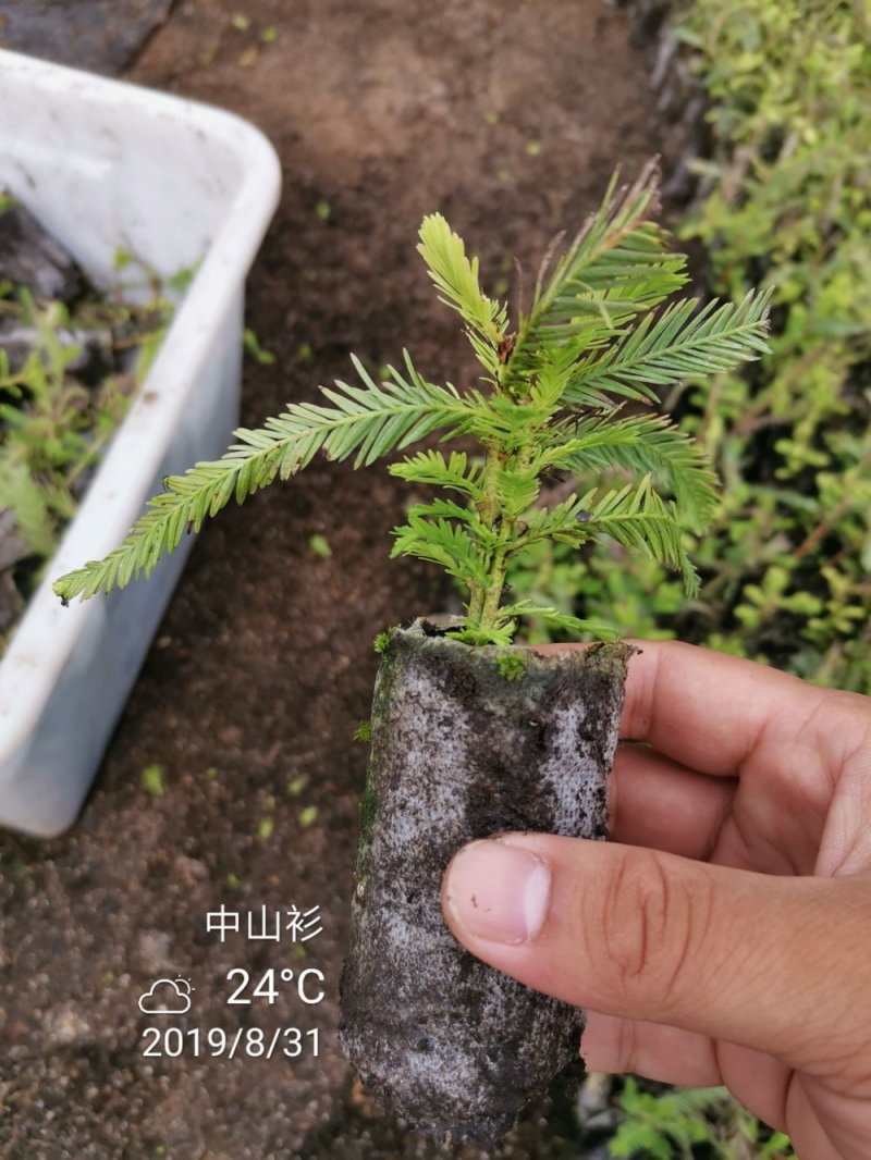 中山衫营养袋苗4.98一袋裸根苗1-15公分大树均有