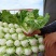 【白菜精品夏阳白包球结实一手货源可视频看货全国发货