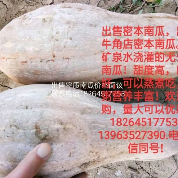 密本南瓜