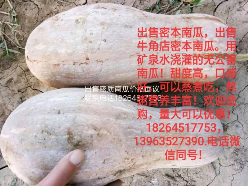 密本南瓜