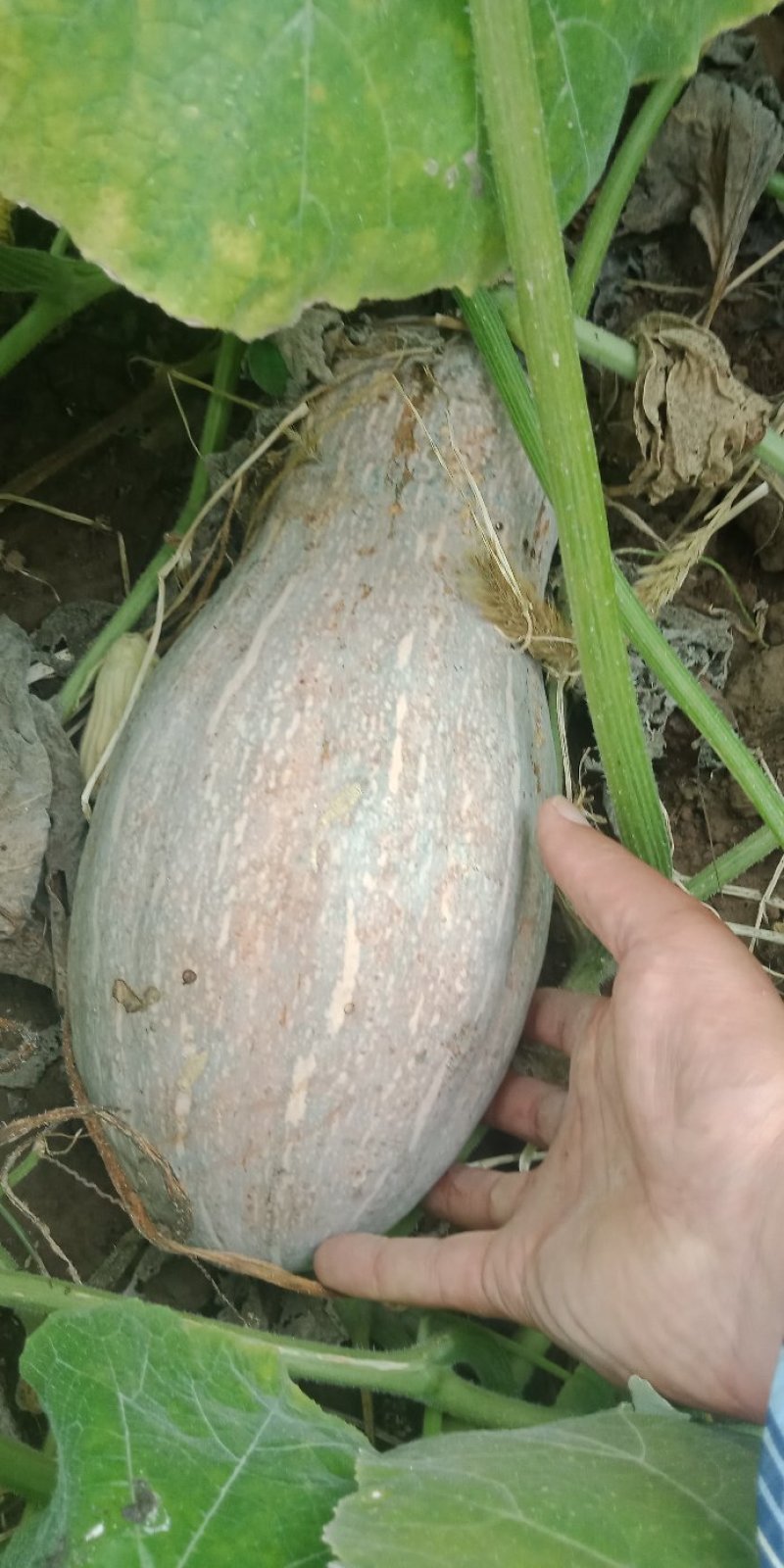 密本南瓜