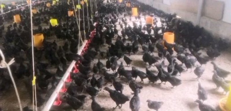 常年供应各类品种鸡场地价