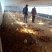 常年供应各类品种鸡场地价