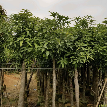 芒果树苗绿化树各种规格3-12分