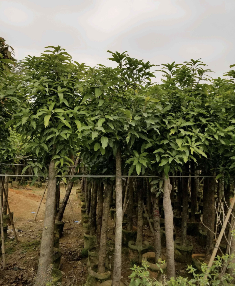 芒果树苗绿化树各种规格3-12分