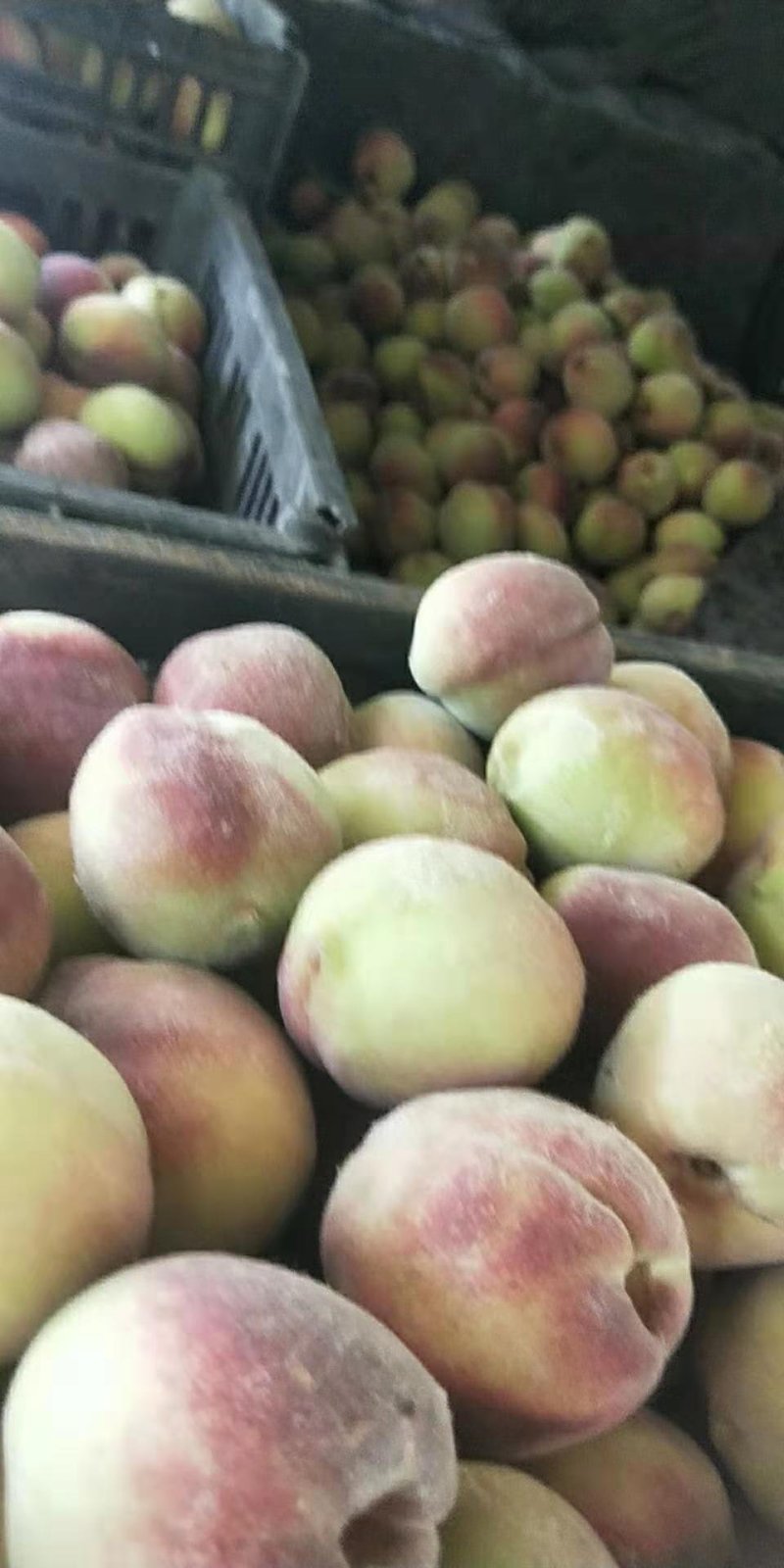 临朐蜜桃离核蜜桃青州蜜桃毛离核蜜桃大量上市代办代收