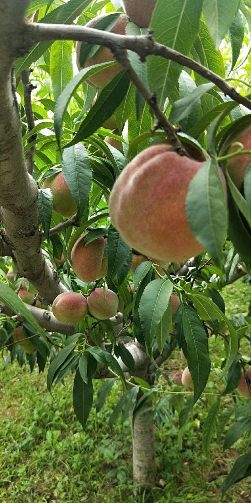 临朐蜜桃离核蜜桃青州蜜桃毛离核蜜桃大量上市代办代收
