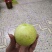 红宝石少籽芭乐番石榴苗