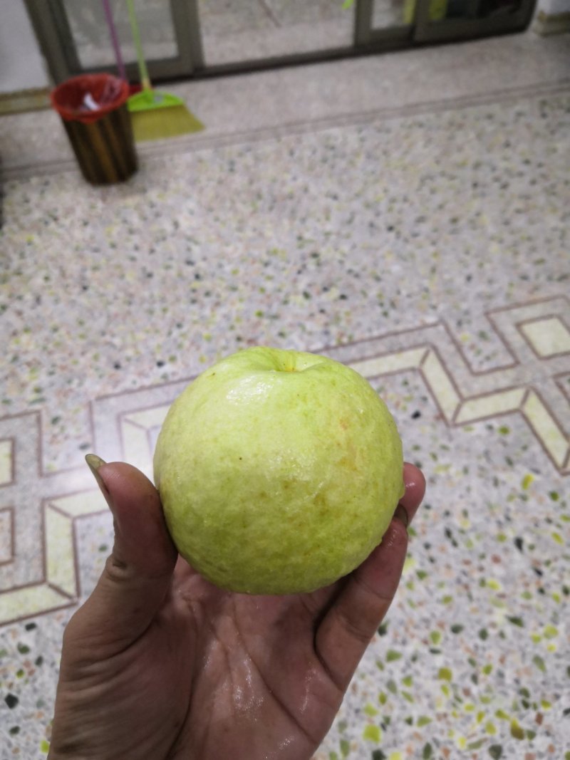 红宝石少籽芭乐番石榴苗