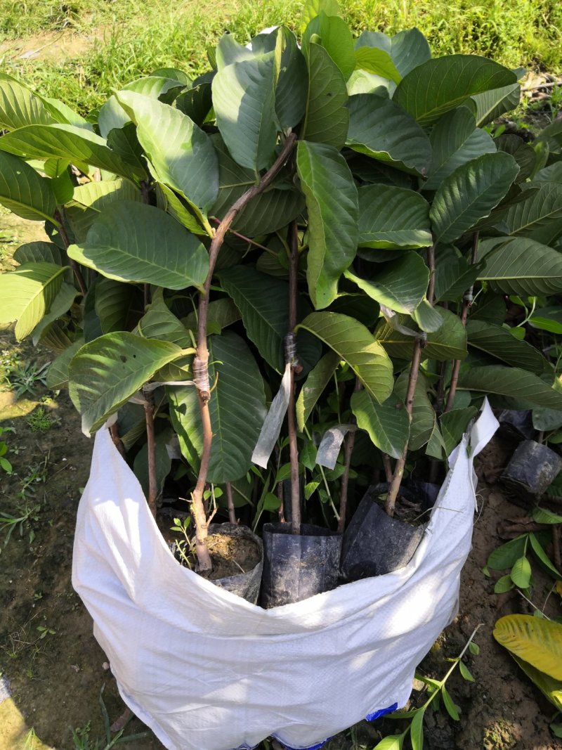 红宝石少籽芭乐番石榴苗
