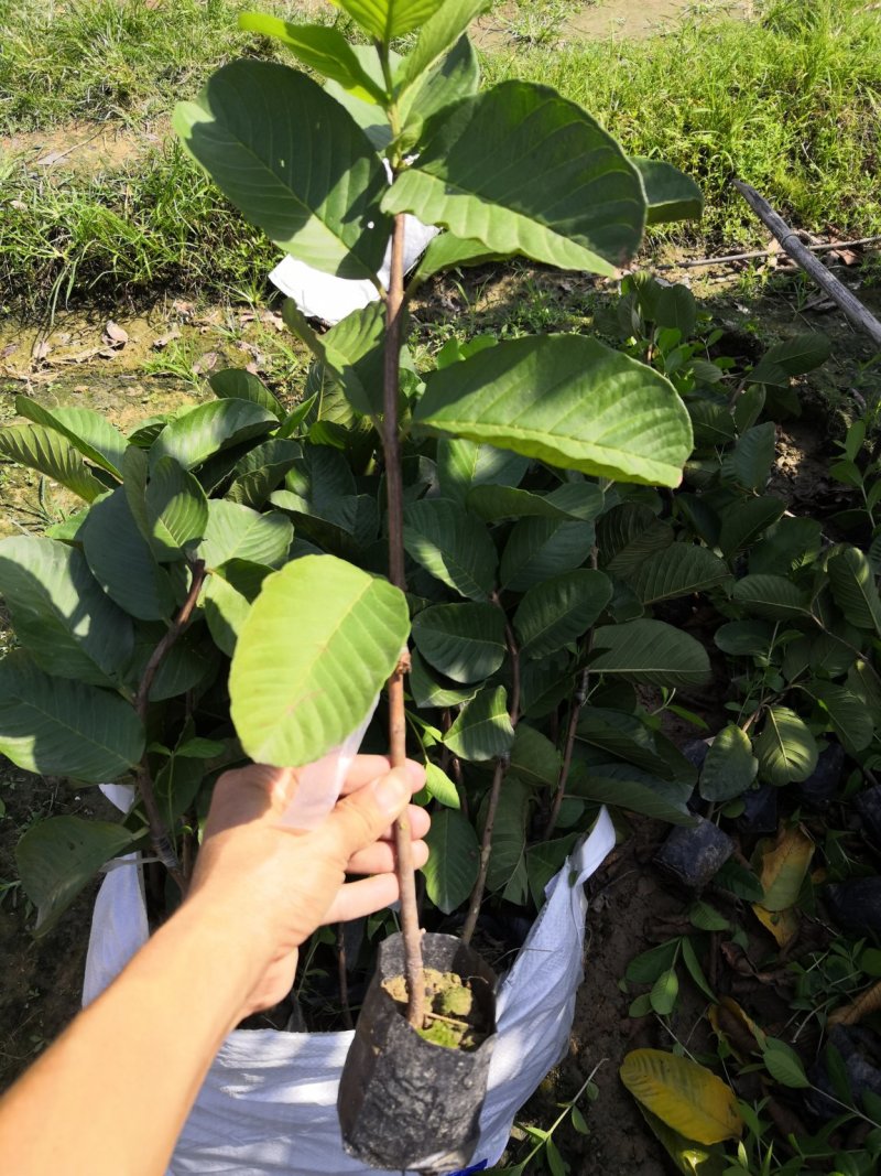 红宝石少籽芭乐番石榴苗