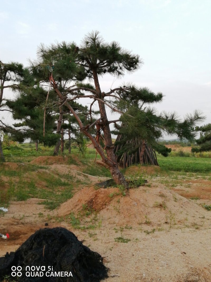 造型景观树