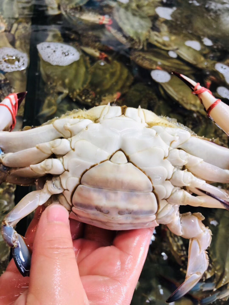 东港螃蟹