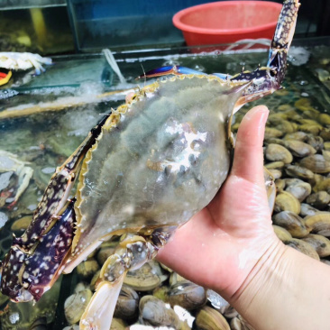 东港螃蟹