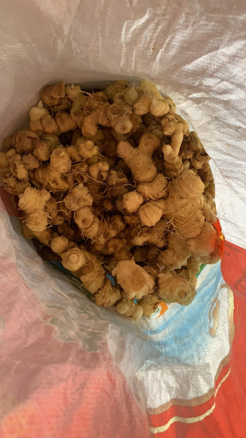 黄精「江西赣南野生黄精」天然统货