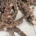 石菖蒲★野生当地石菖蒲★每天可供应2000鲜货