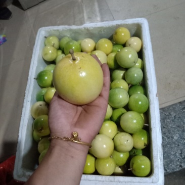 黄金百香果
