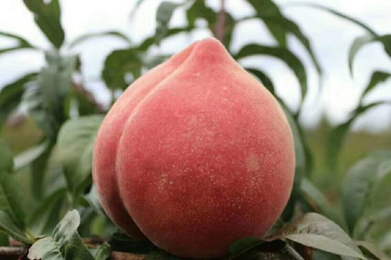 丽江雪桃来自丽江的礼物一个桃子一斤重