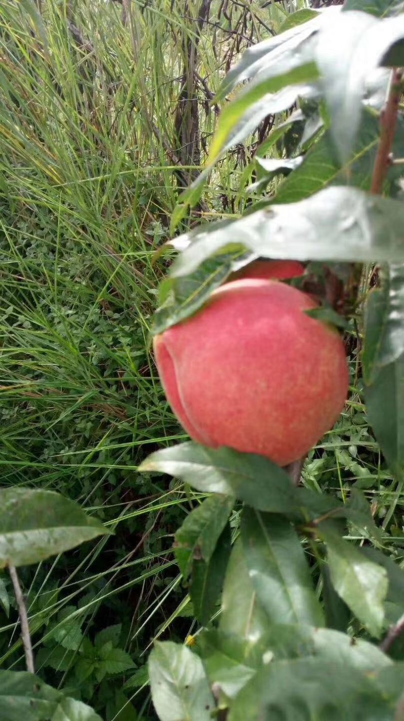 丽江雪桃来自丽江的礼物一个桃子一斤重