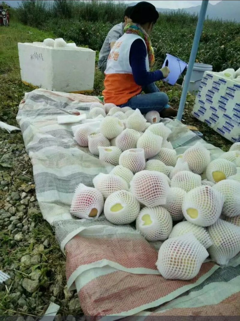 丽江雪桃来自丽江的礼物一个桃子一斤重