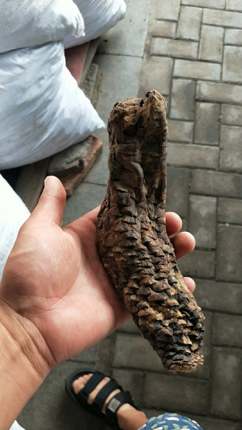 正品新疆野生大云生肉苁蓉500g