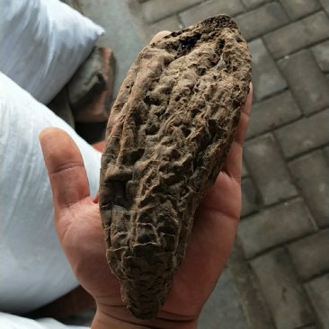 正品新疆野生大云生肉苁蓉500g