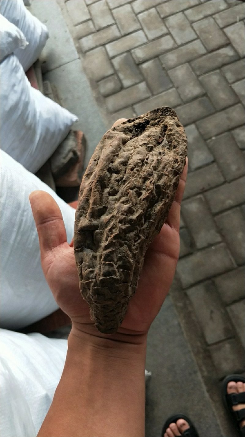 正品新疆野生大云生肉苁蓉500g