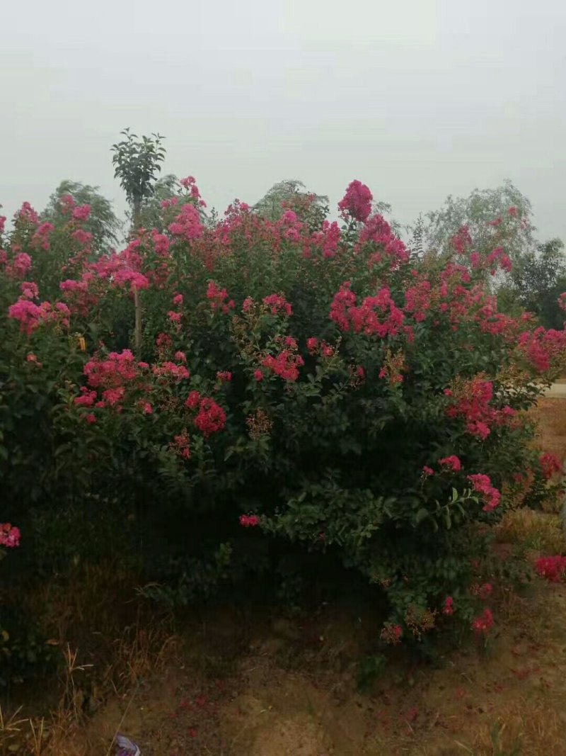 丛生紫薇红花紫薇红旗袍紫薇，