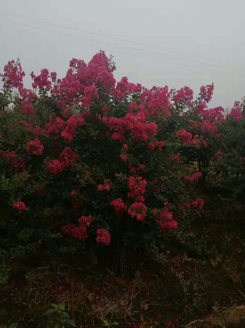 丛生紫薇红花紫薇红旗袍紫薇，