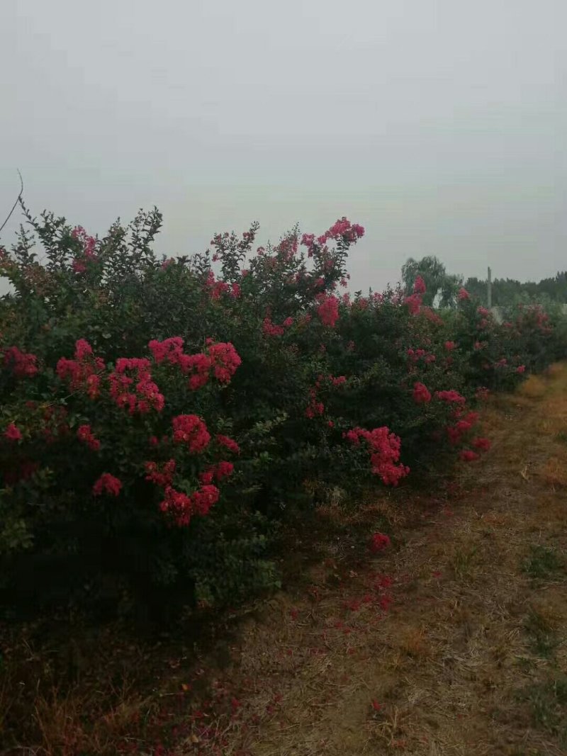 丛生紫薇红花紫薇红旗袍紫薇，