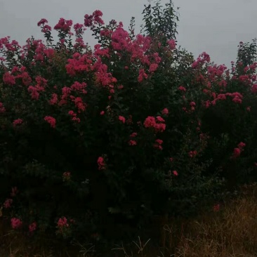 丛生紫薇红花紫薇红旗袍紫薇，