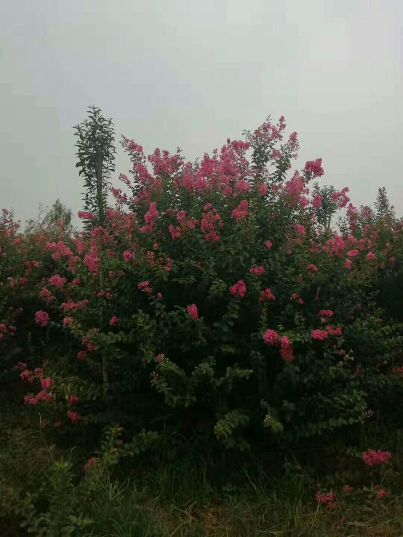 丛生紫薇红花紫薇红旗袍紫薇，