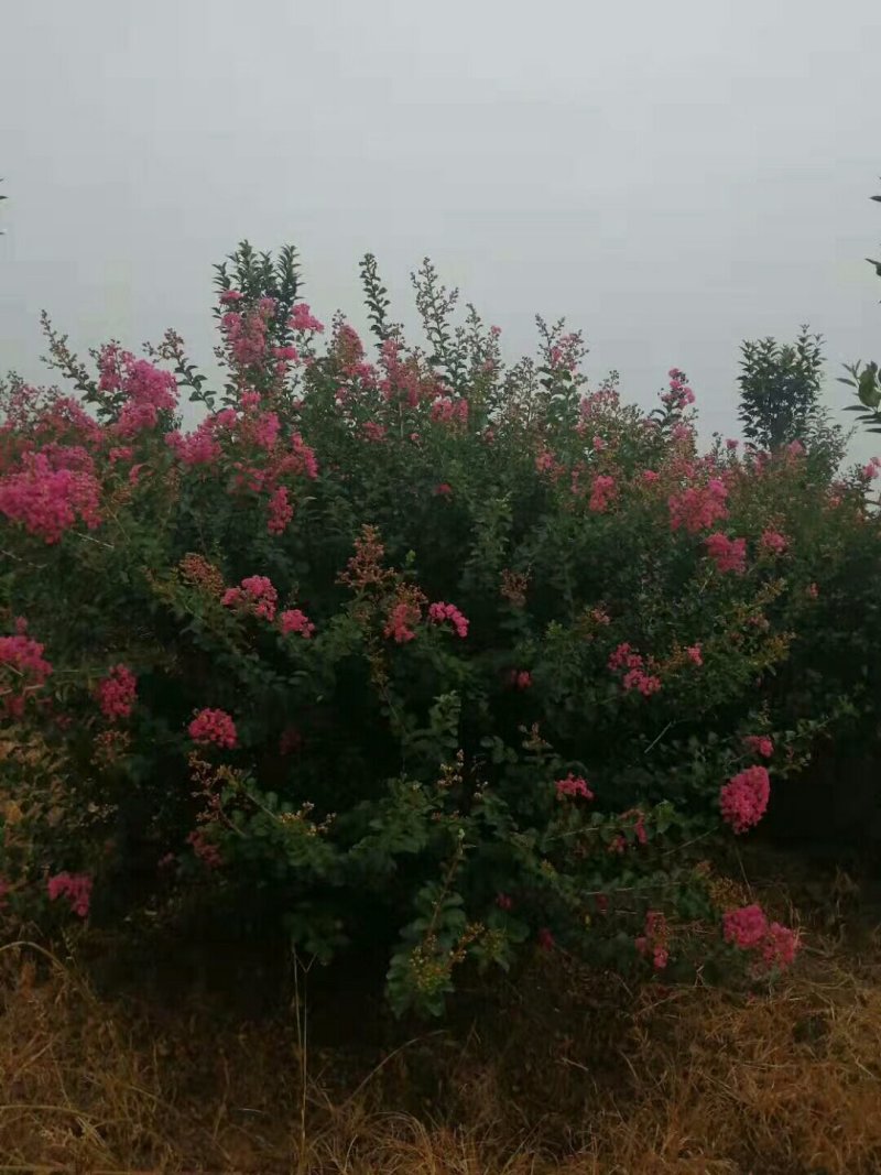 丛生紫薇红花紫薇红旗袍紫薇，