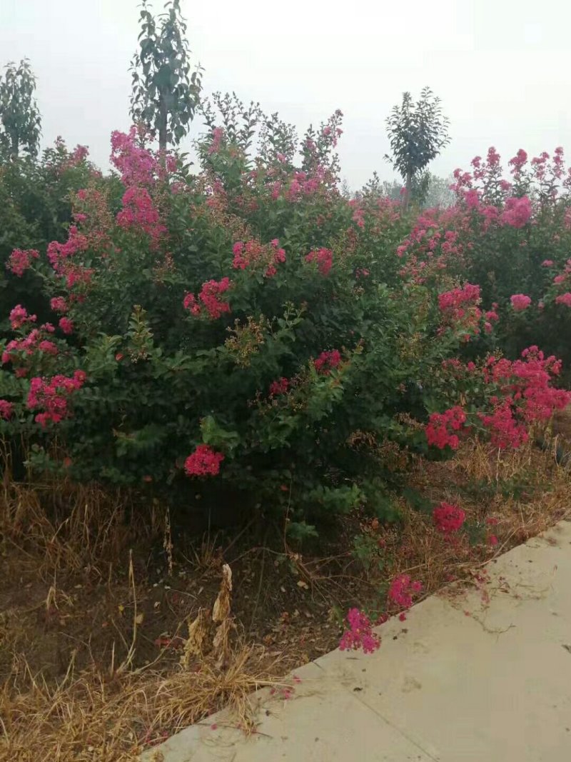 丛生紫薇红花紫薇红旗袍紫薇，