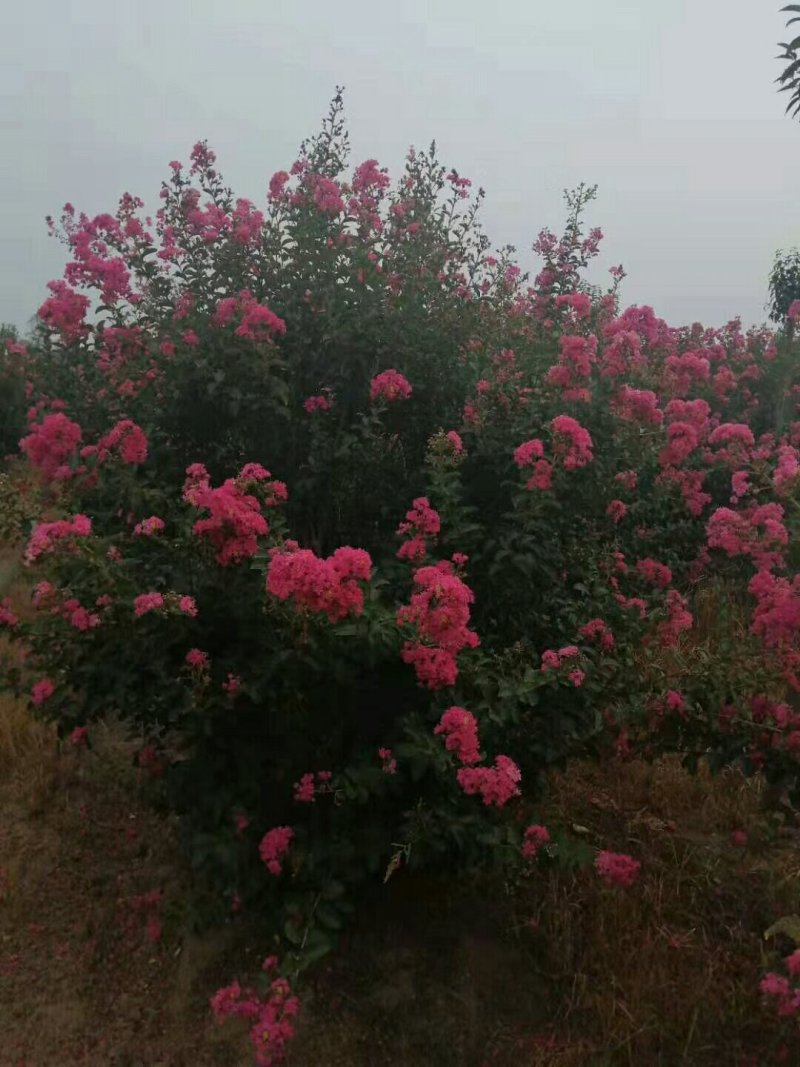 丛生紫薇红花紫薇红旗袍紫薇，